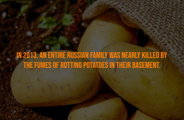 potato advantages and disadvantages - In 2013, An Entire Russian Family Was Nearly Killed By The Fumes Of Rotting Potatoes In Their Basement.