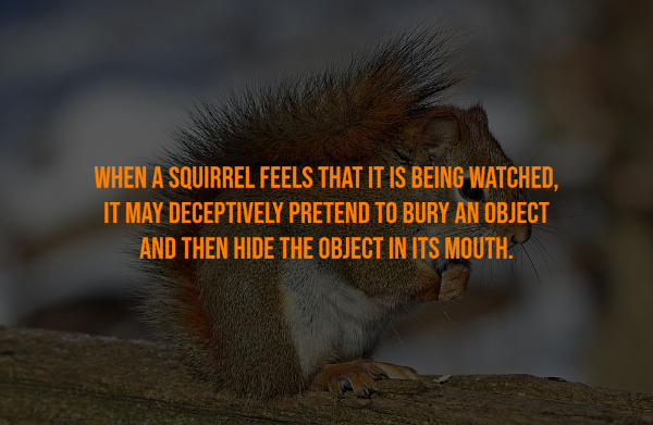 doctor who lol - When A Squirrel Feels That It Is Being Watched, It May Deceptively Pretend To Bury An Object And Then Hide The Object In Its Mouth.
