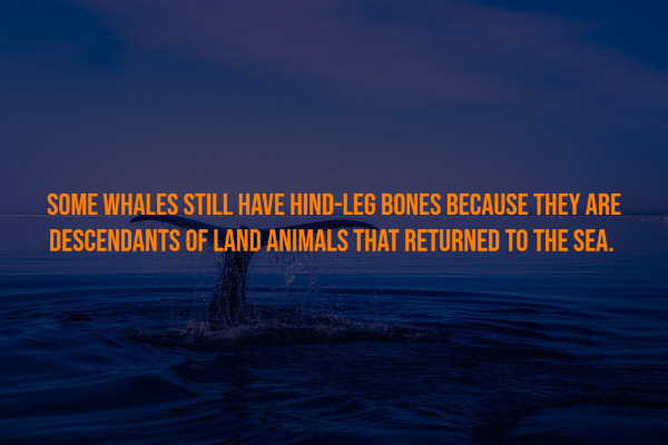 sin hambre - Some Whales Still Have HindLeg Bones Because They Are Descendants Of Land Animals That Returned To The Sea.