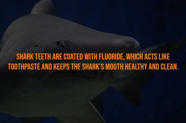 despair - Shark Teeth Are Coated With Fluoride, Which Acts Toothpaste And Keeps The Shark'S Mouth Healthy And Clean.