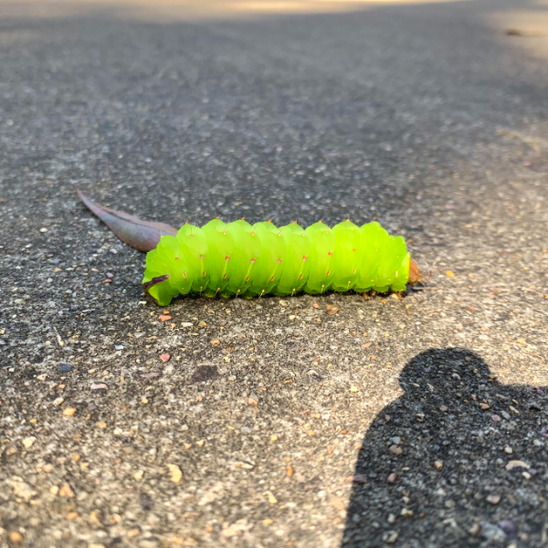 “Spotted a very caterpillar-looking caterpillar on my run this morning.”