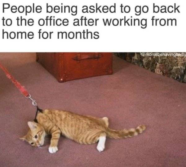cat on a leash - People being asked to go back to the office after working from home for months