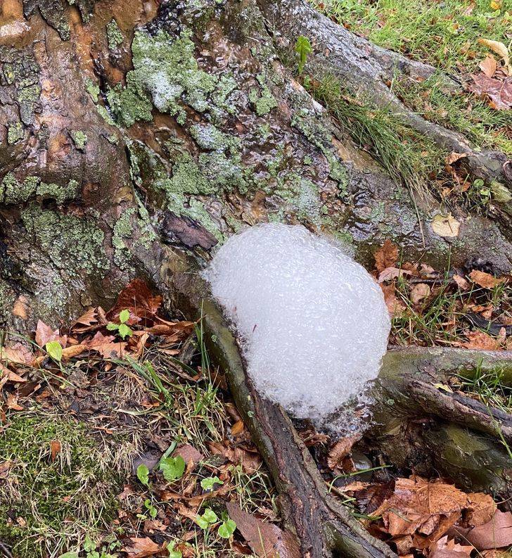 “It was raining today, and some of the trees were foaming.”