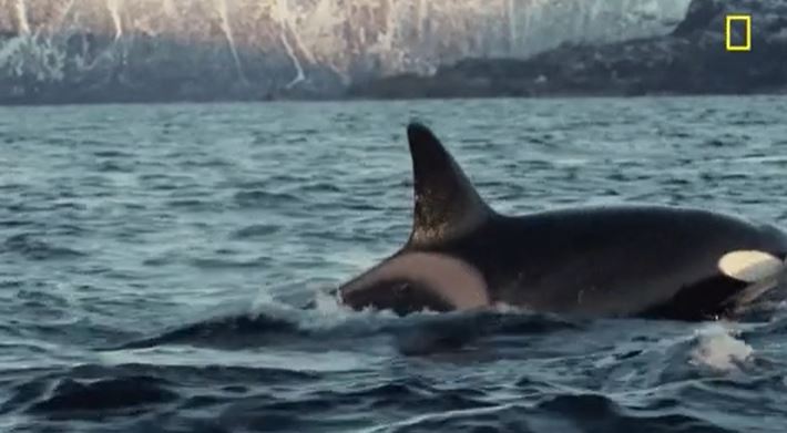 Orcas will slap baby seals 80+ ft into the air with their tails until the seal’s skin comes off, and eventually dies. The orcas will then not even eat it after, meaning that they literally just do it for fun.
