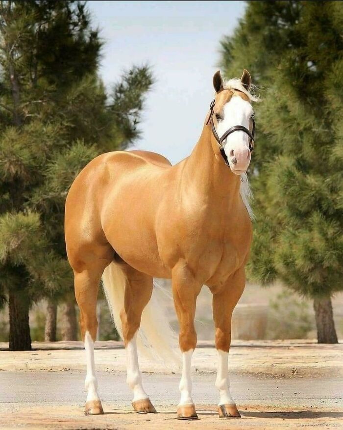 absolute units - Horse