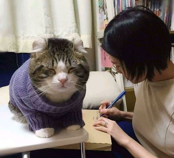 absolute units - cat wearing sweater - 1999