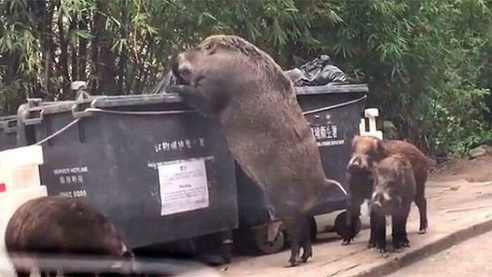 absolute units - giant boar in dumpster - vos Bus Anem