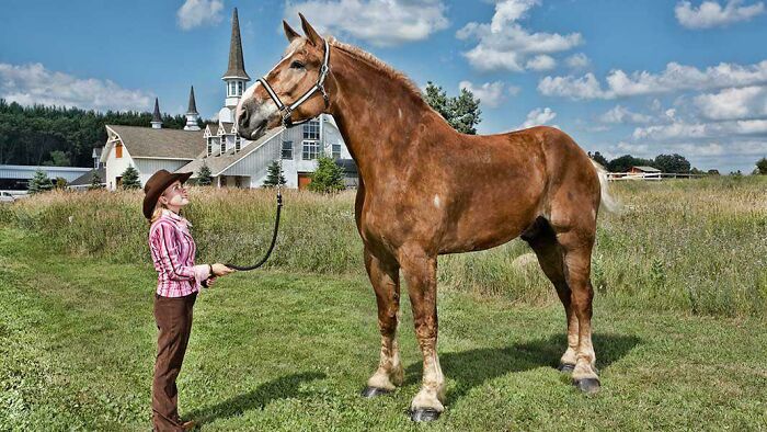absolute units - worlds tallest horse