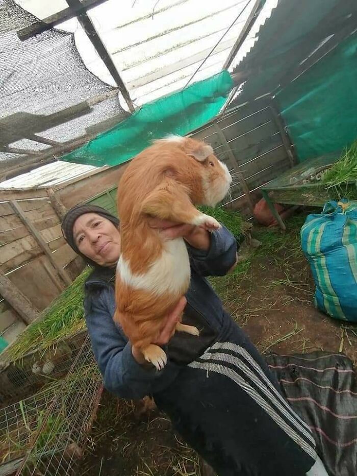 absolute units - giant guinea pig