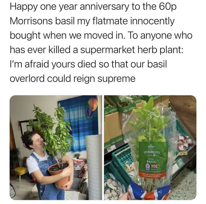 absolute units - water - Happy one year anniversary to the 60p Morrisons basil my flatmate innocently bought when we moved in. To anyone who has ever killed a supermarket herb plant I'm afraid yours died so that our basil overlord could reign supreme to G