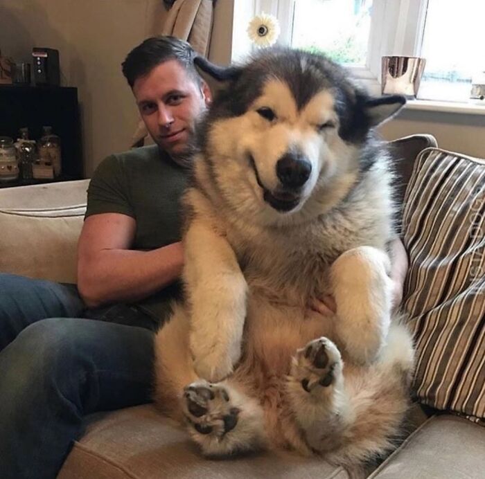 absolute units - cute big dogs