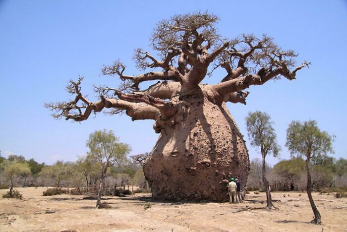 absolute units - fat baobab tree
