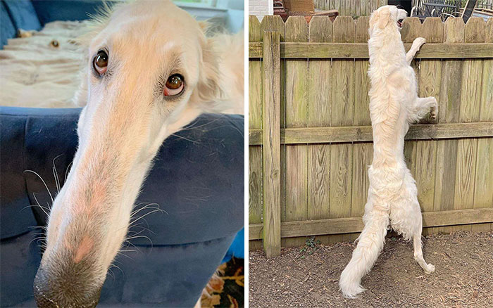 absolute units - long nose dog