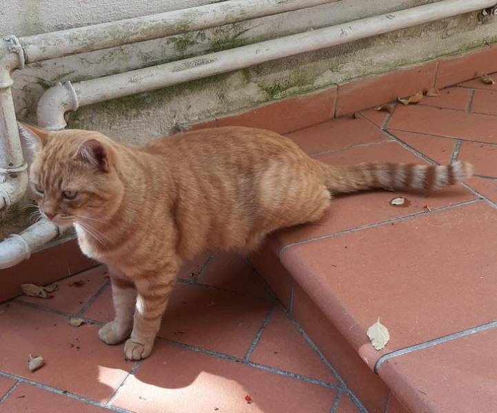 ’’My cat’s in a strange position where he seems to be missing 2 paws.’’