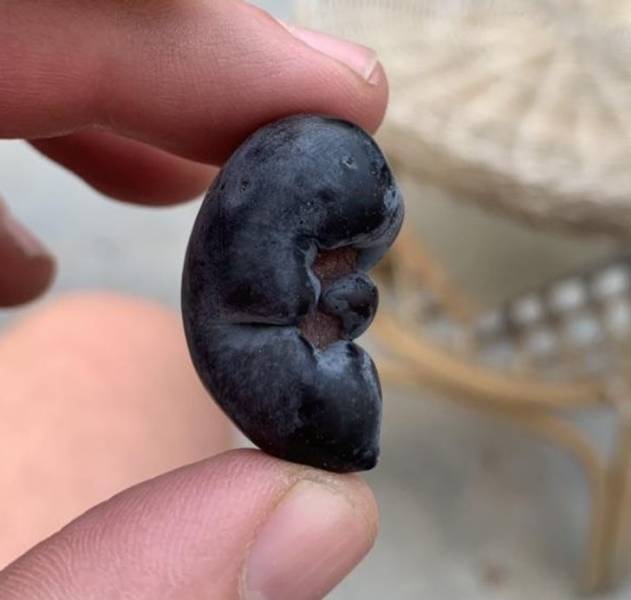 “This olive looks like a foetus.”