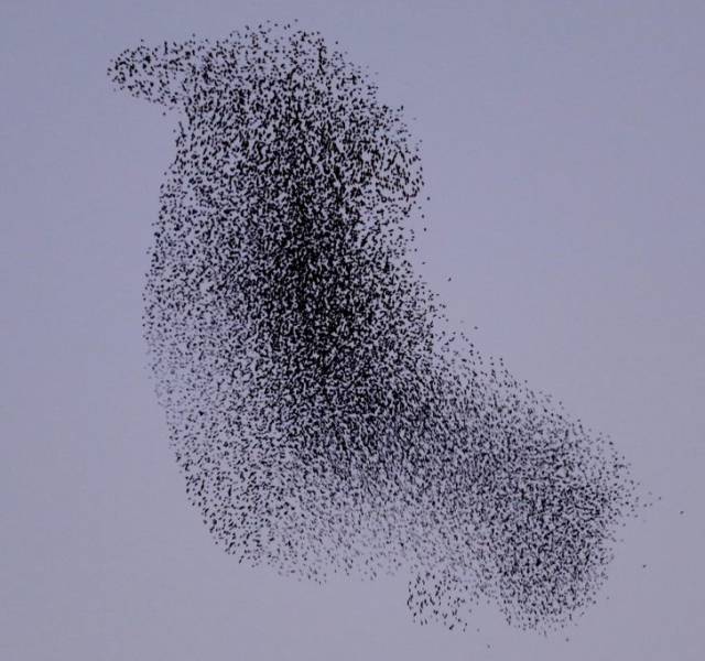 “A murmuration of starlings takes the shape of a bird!”