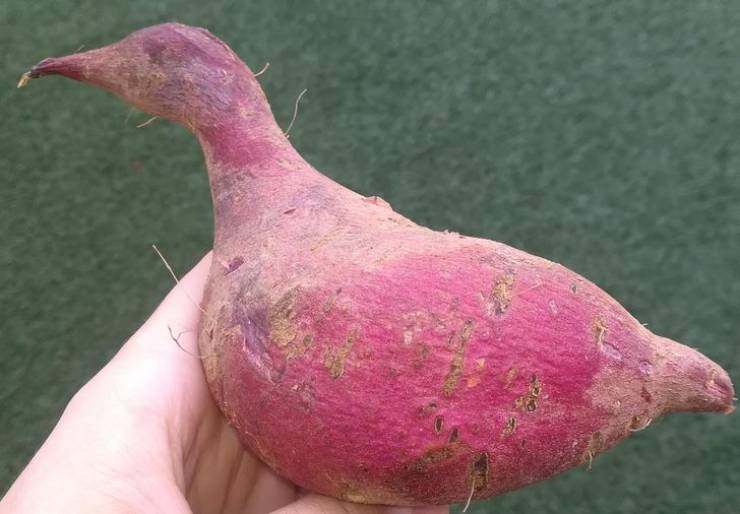 “A sweet potato that looks like a bird.”