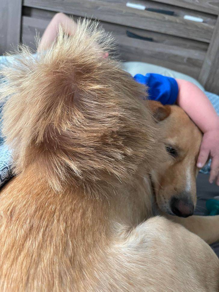 “My son and my dog have the same hair.”