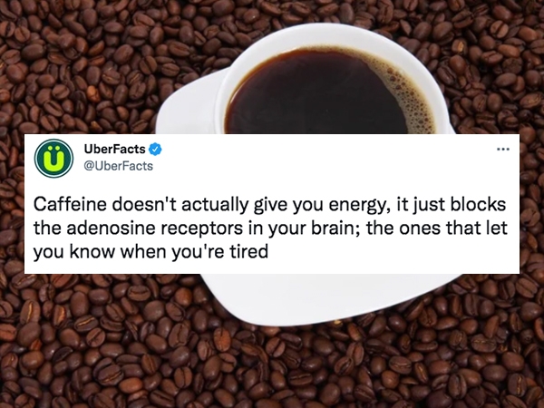 uber facts - batangas products - UberFacts Caffeine doesn't actually give you energy, it just blocks the adenosine receptors in your brain; the ones that let you know when you're tired
