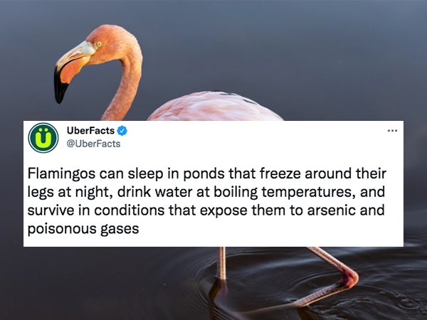 uber facts - water bird - UberFacts Flamingos can sleep in ponds that freeze around their legs at night, drink water at boiling temperatures, and survive in conditions that expose them to arsenic and poisonous gases