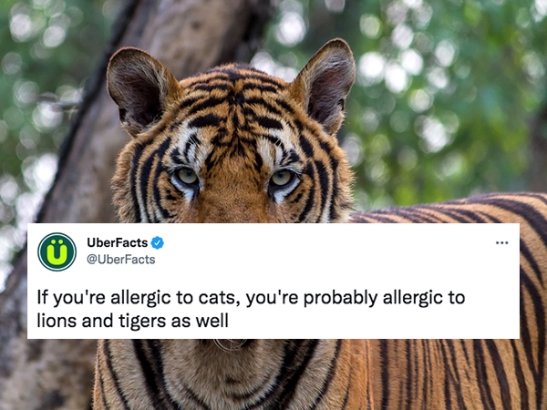 uber facts - tiger chester zoo - ... UberFacts If you're allergic to cats, you're probably allergic to lions and tigers as well