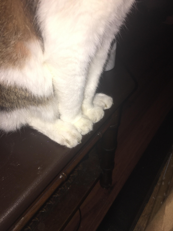 “My boyfriend’s cat frequently sits with all 4 paws aligned.”