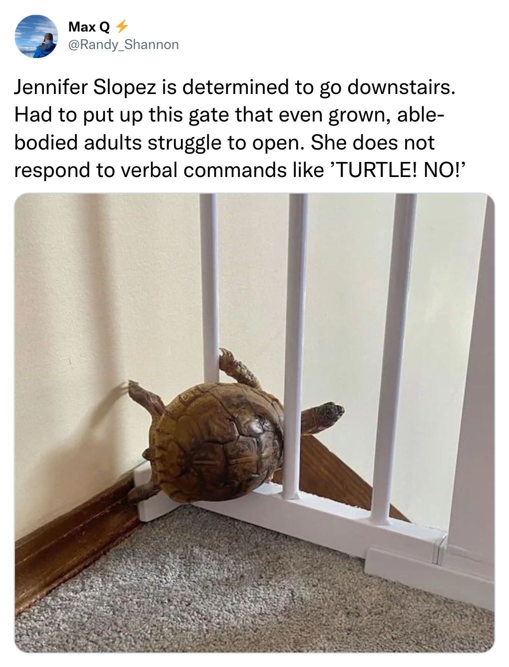 funny tweets  - jennifer slopez turtle - Max Q Randy Shannon Jennifer Slopez is determined to go downstairs. Had to put up this gate that even grown, able bodied adults struggle to open. She does not respond to verbal commands 'Turtle! No!
