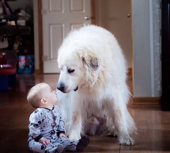 great pyrenees with baby