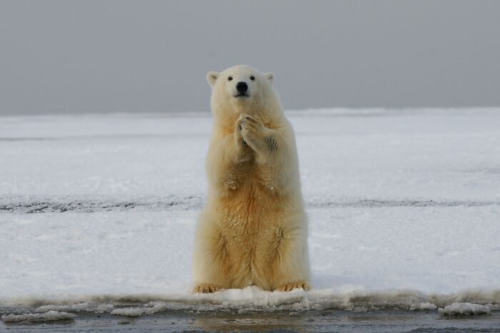 creepy facts - polar bear hd