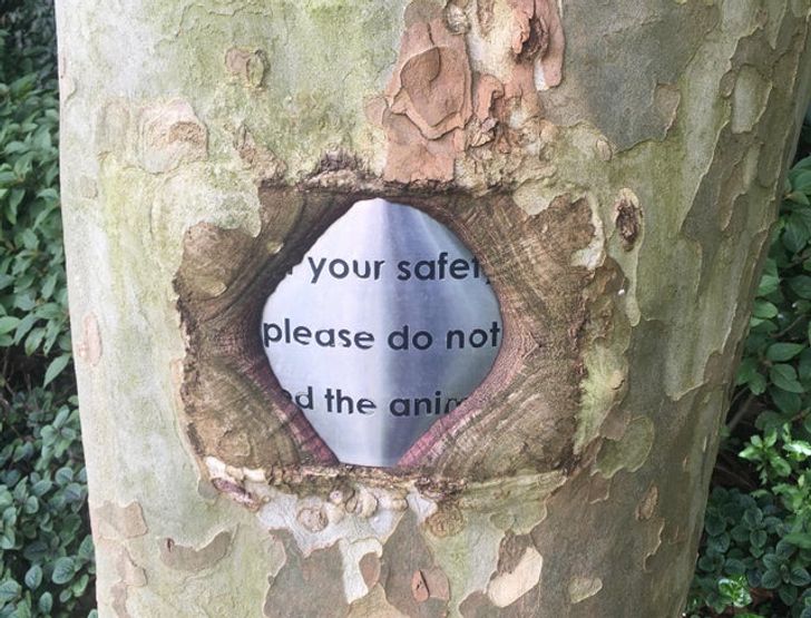 Mildly Interesting - tree - your safet please do not d the anir