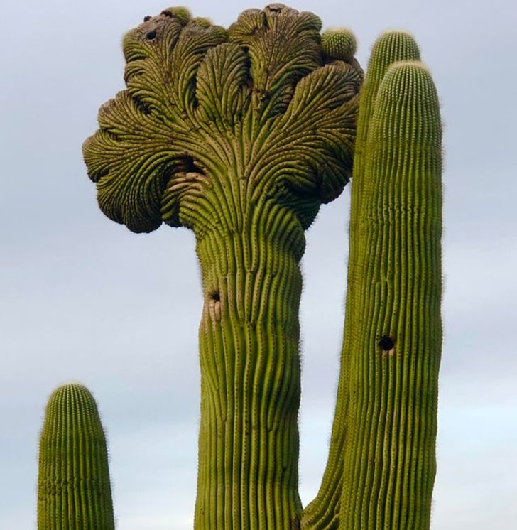 Mildly Interesting - desert botanical garden