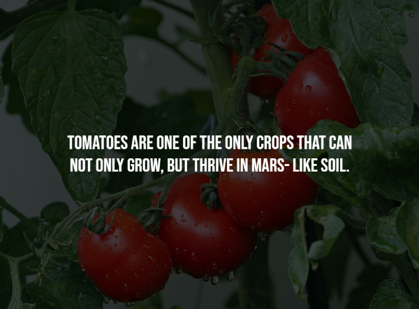 interesting facts - league of their own quotes - Tomatoes Are One Of The Only Crops That Can Not Only Grow, But Thrive In Mars Soil.