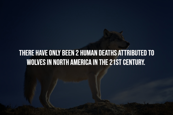 interesting facts - sky - There Have Only Been 2 Human Deaths Attributed To Wolves In North America In The 21ST Century.