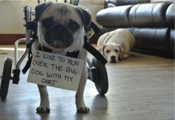 memes - epic fails - funny dog shaming - I To Run Over The Big Dog With My Cart