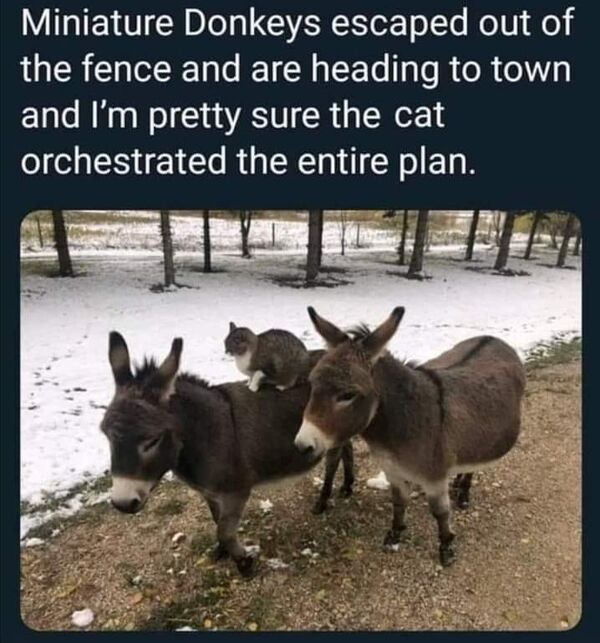 memes - epic fails - meme dump random funny memes - Miniature Donkeys escaped out of the fence and are heading to town and I'm pretty sure the cat orchestrated the entire plan.
