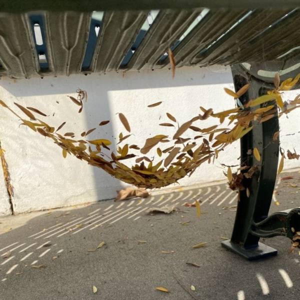 “Found this spider hammock made of leaves at the bus stop”