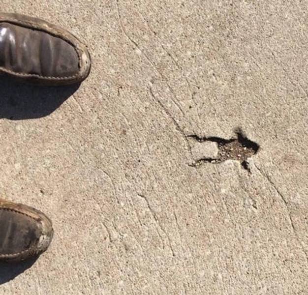 “Frog-shaped hole in a sidewalk”