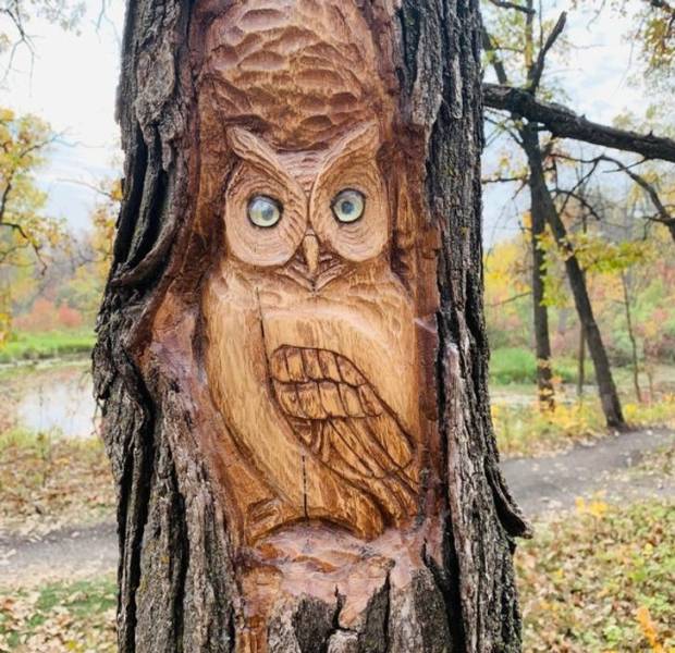 “An owl that’s been carved into a tree, along my favorite forest trail”