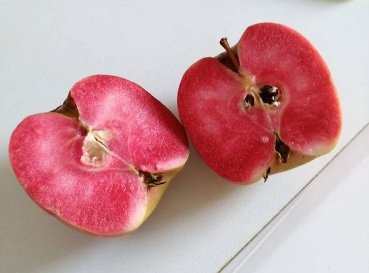 “Never before had an apple with a vibrant red like this one.”