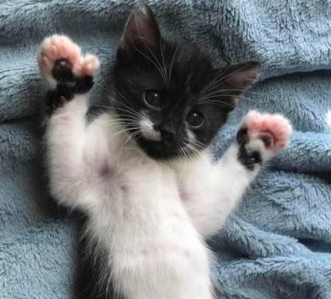 “My kitten showing off her polydactyl toe beans”