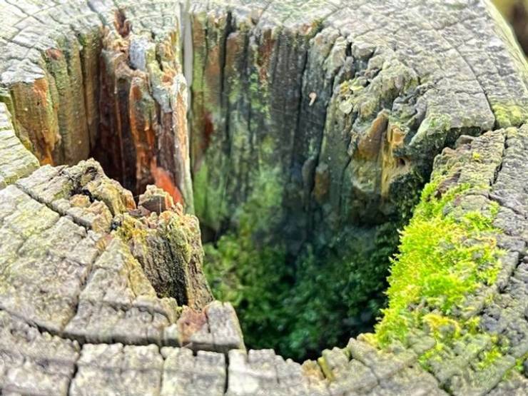 “The view at the top...of a wooden fence post.”