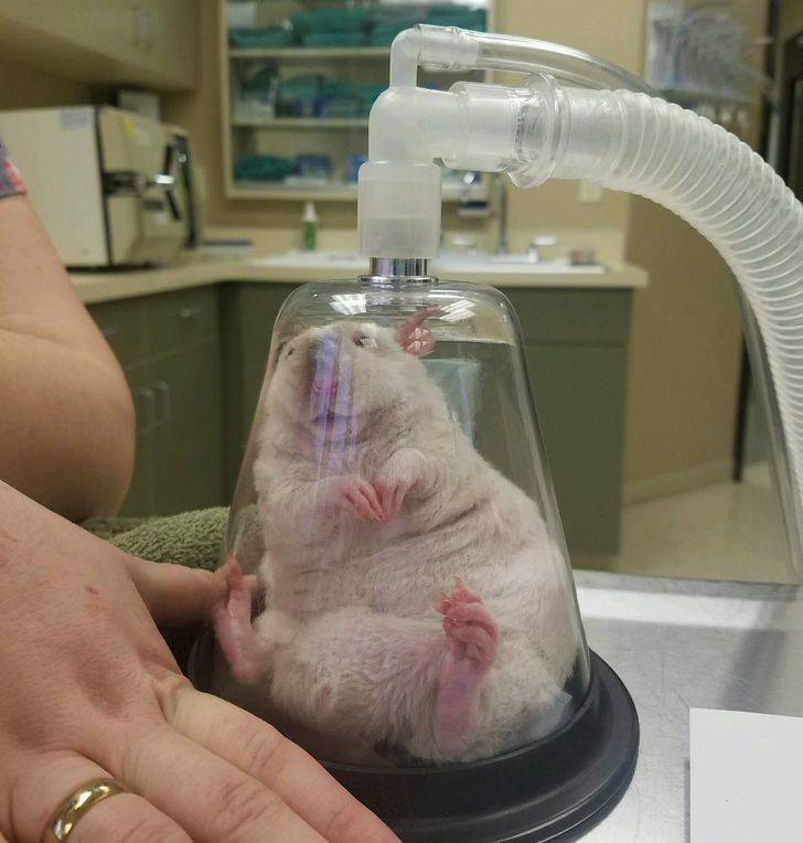 “I’m a vet tech and we neutered my rat today. Here he is being put under.”
