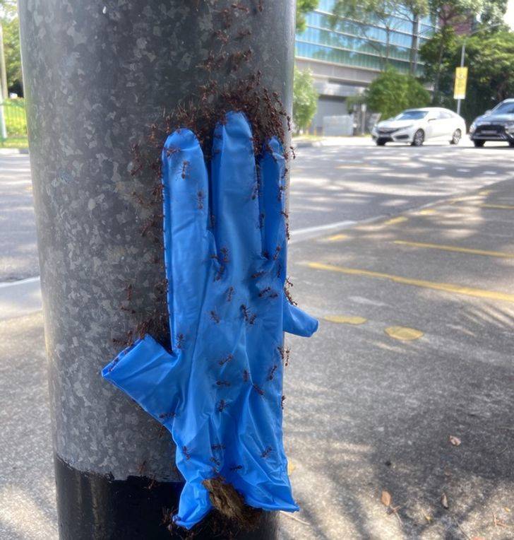 “I saw some ants carrying a glove up a streetlight.”