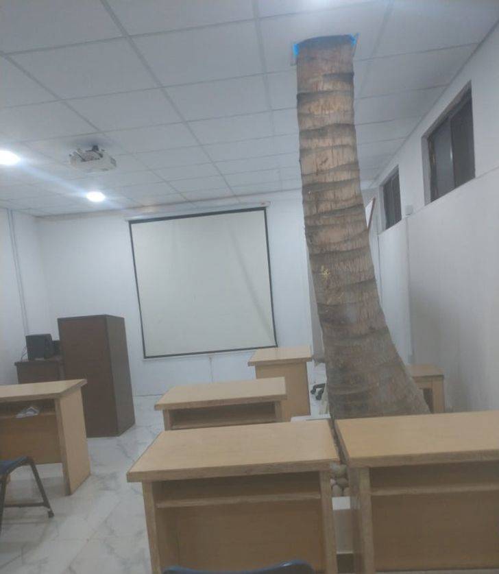 “A classroom in my university has a tree growing inside of it.”