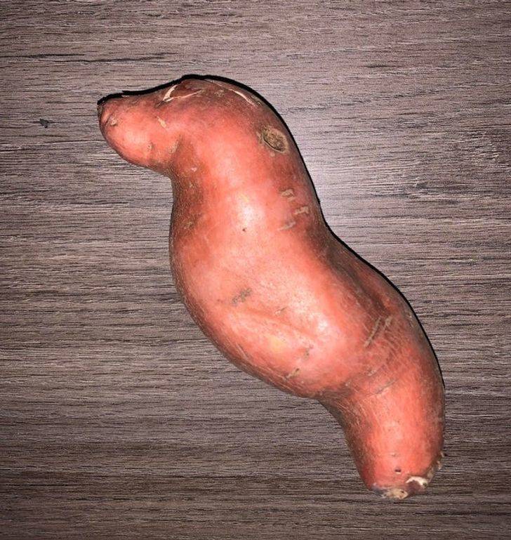 “My sweet potato kinda looks like a seal.”