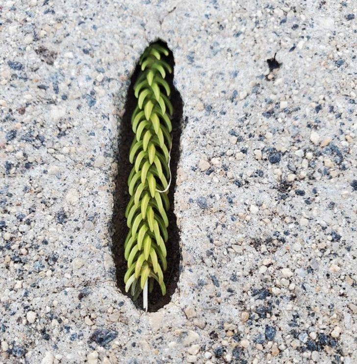 “This tiny branch that got perfectly stuck in a hole in the sidewalk. Looks like a miniature tree.”