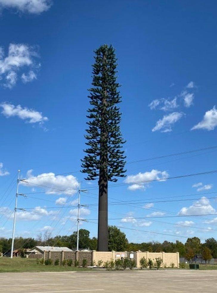 “Someone made this cell tower look like a big tree, complete with fake needles that blow in the wind.”