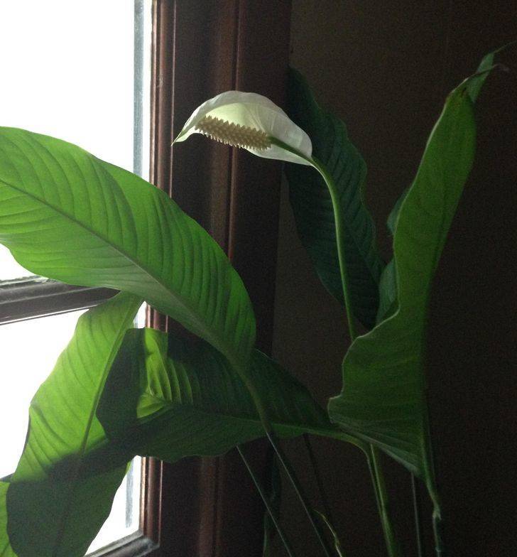 “I lost my grandpa before I was born and my dad received this plant at the funeral.”