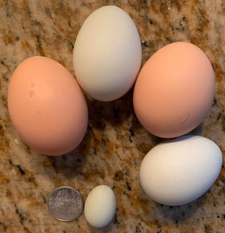 “My youngest chicken laid this tiny egg.”