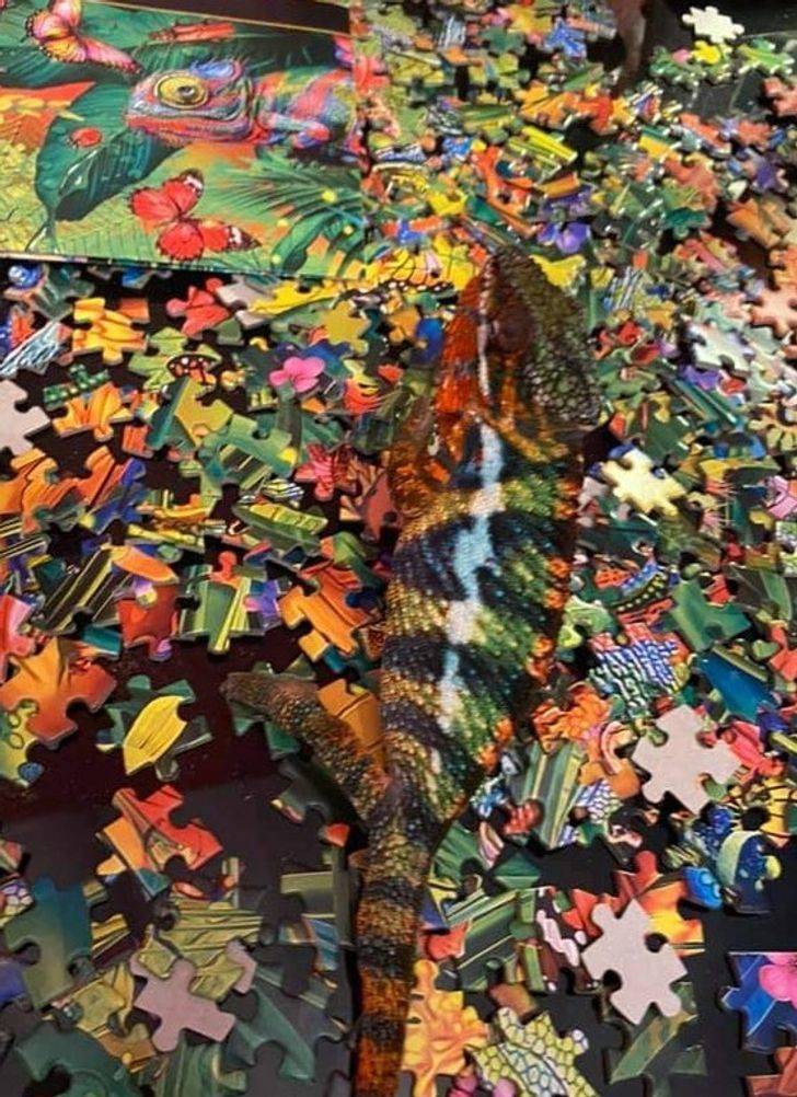 “This chameleon blends in with a chameleon puzzle.”